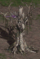 Tree of Inifuss